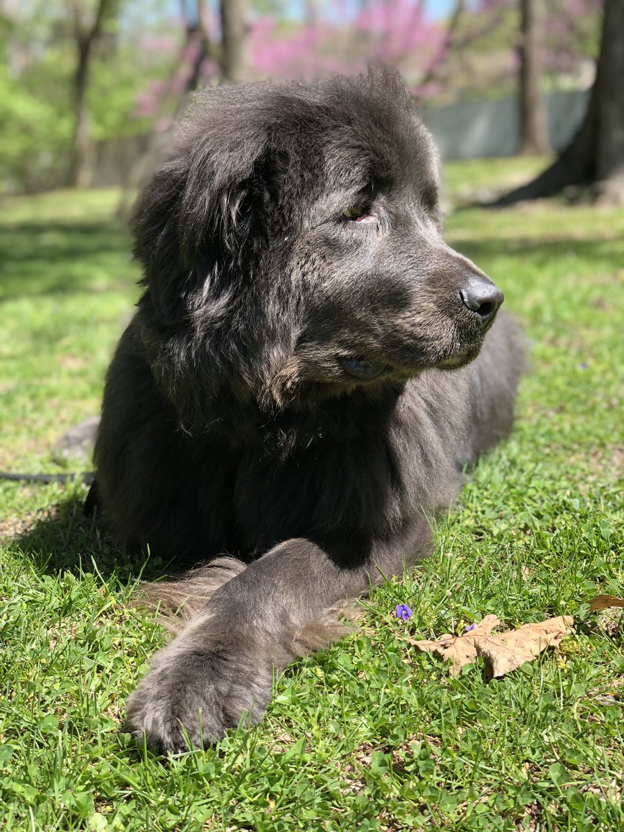 GNewfie's tweet photo. Finally able to get some sun!!! #newfie #Newfoundland #graynewfoundland #newfdog #ghostthenewf https://t.co/sQ7ABBObEG