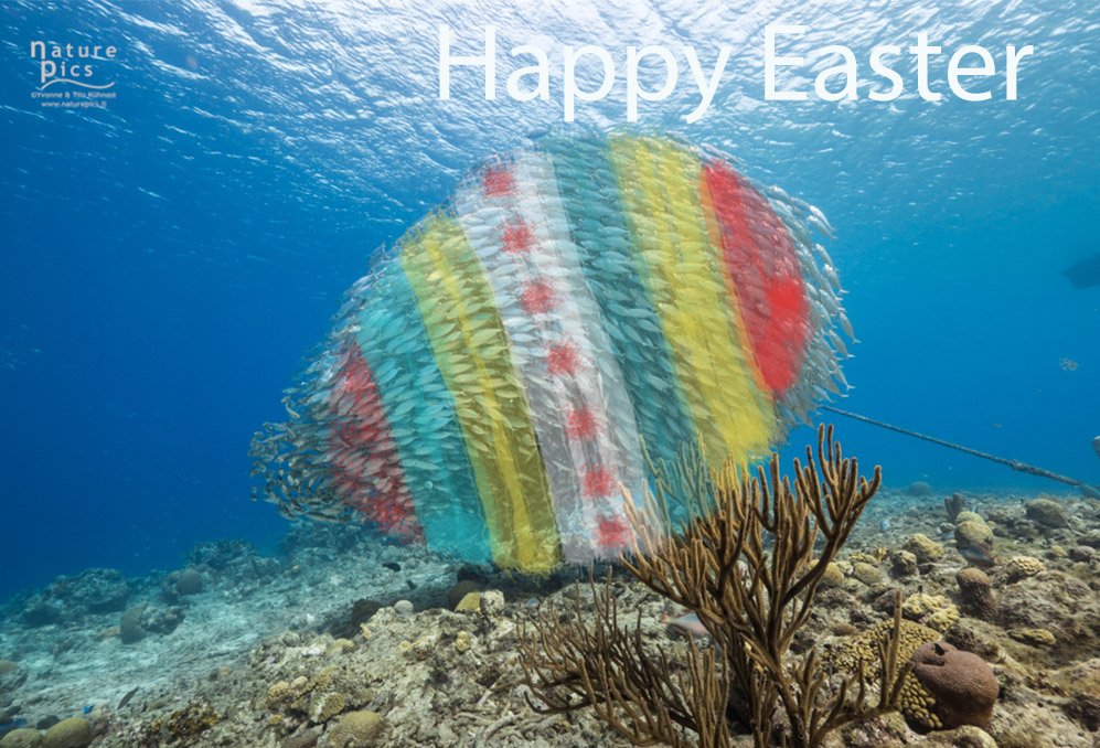 The eggs are everywhere...
Happy Easter!        🇨🇼😎 👌
WHAT DO WE NEED MORE :-) 
#Curaçao #Curacao #naturepics #diving #scuba #nature #caribbean #lumixgh4 #hf007014 #zeaglesystems #aquaticadigital #underwaterphotography #baitball #rightnowincuracao #fish #scubaquality #seascape