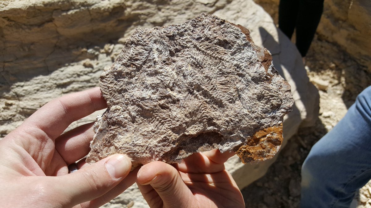 AMMPaleo's tweet photo. What a fantastic day for a fieldtrip out in the cretaceous #SmokyHillChalk of Kansas! @AMMPaleo members were guided by @SternbergMuseum curator @LEW999, @SternbergCamps leader @DALevering, & @Mosasaurologist of Rocky Mtn. Dinosaur Resource Center. Many thanks! #AMMP2019 https://t.co/6TAbHvAGFp