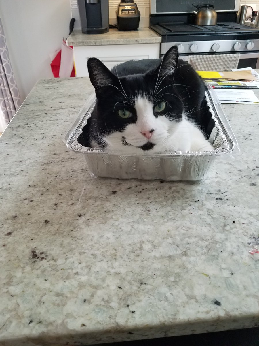 faesq3639's tweet photo. My special Easter lasagna recipe: Step 1.......Remove cat from pan. https://t.co/SZH6ywN9IH