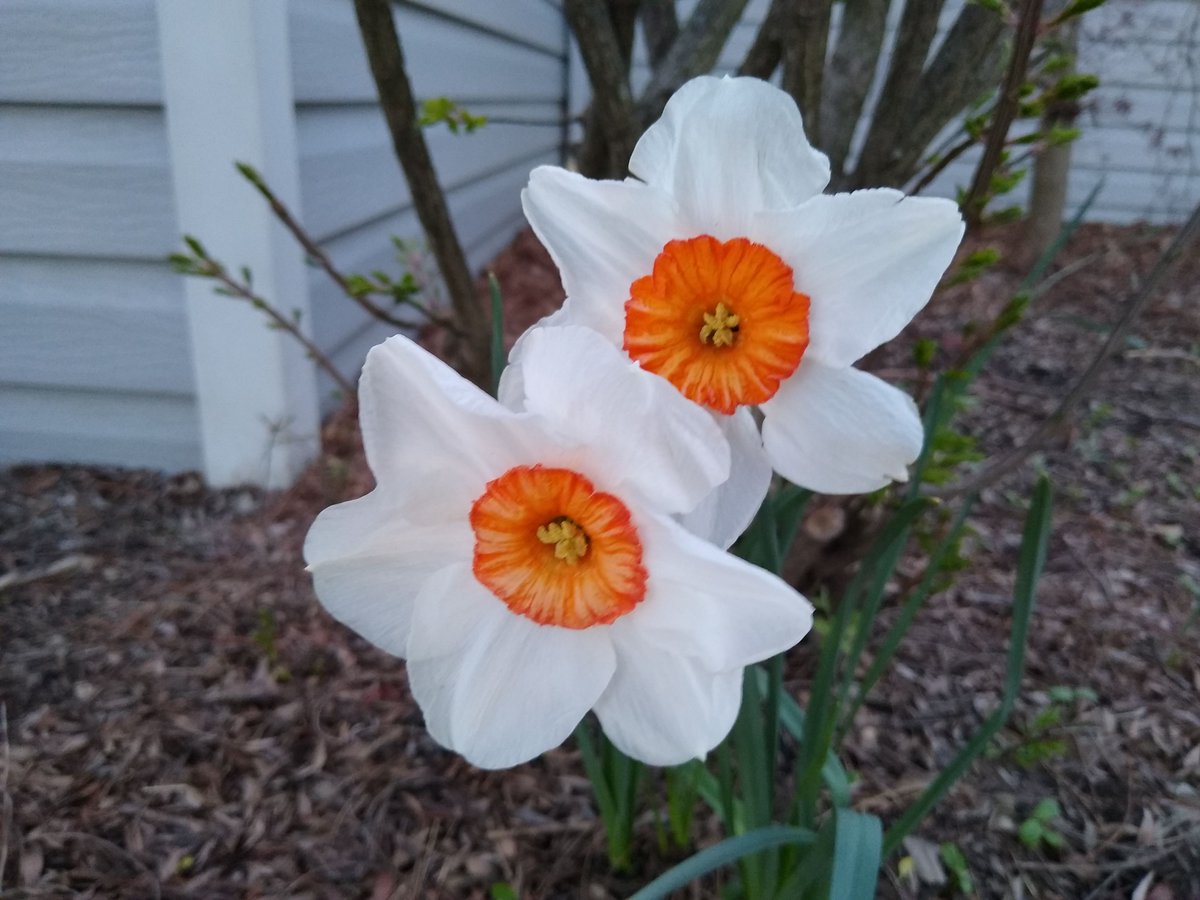GermaniaCbus's tweet photo. It's Spring in Ohio and that means Fest season is starting! It all begins with Schmeckfest next Saturday from 2-4! Maibockfest is May 10th and our first Sommerfest is May 31st! We can't wait to welcome you back to the garden! #germaniacolumbus #heartofthebrewerydistrict #! https://t.co/O8zhL9fTeX