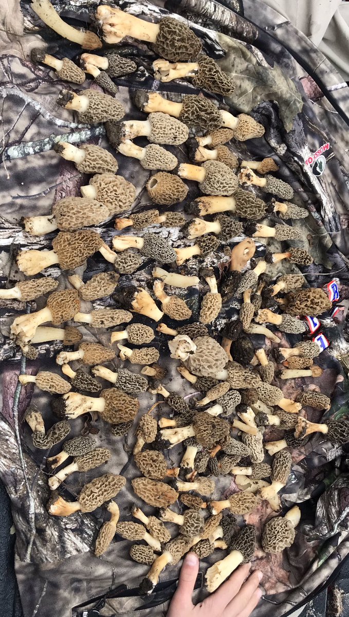 LoganGraber1's tweet photo. I’d never hunted mushrooms while wearing gloves before till this morning. https://t.co/9xVHSzPIx4