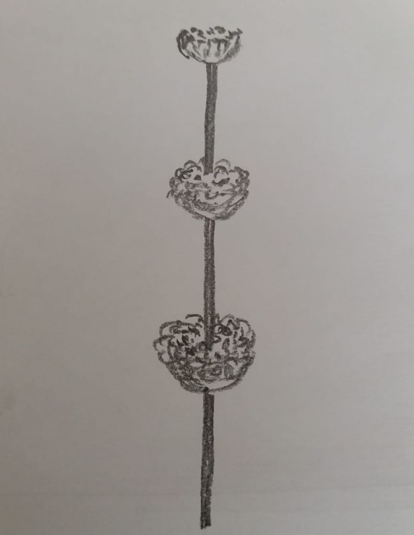 grace0051's tweet photo. @suebeesley I spotted a plant. It had seed heads *I collected a few, 3 sort of pom poms on one stem. Are you able to identify it from my poor description and sketch :) x https://t.co/cs5fxryzn9