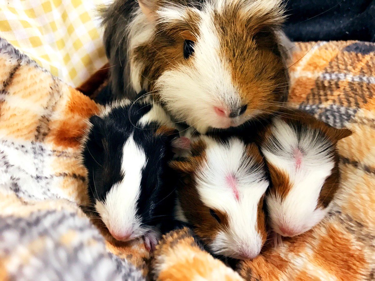 くるみ モルモット Guineapig クレステッドモルモット アビシニアンモルモット イングリッシュモルモット