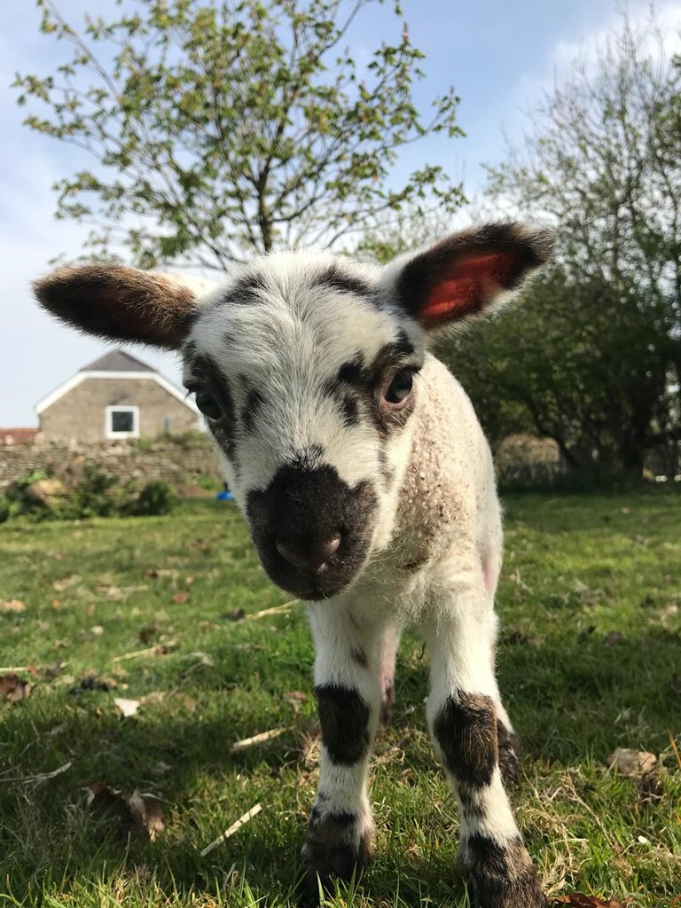johnoldvet's tweet photo. Putter patter if tiny feet again at home #springlambs https://t.co/iYMfaQTlFj