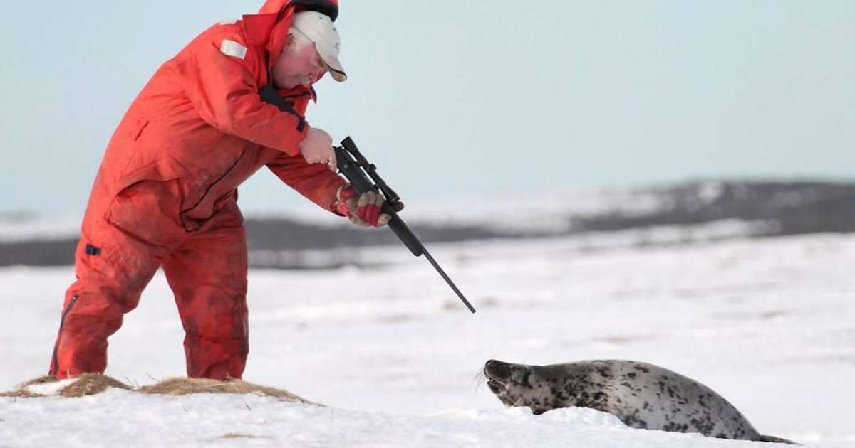Last week Canada started its annual Seal hunt. 60k+ seals will die this year. Most will be between 3 weeks and 2 months old. Some will be shot, others beaten with a club. All will die. RT to tell Canana to #StopTheHunt.