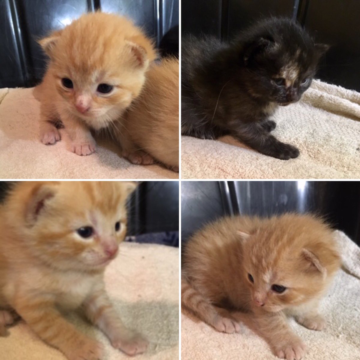 TaillessCats's tweet photo. Clockwise from upper left: Purrkins, Sommer, Purrcey, and Whispurr. #taillesscatrescue #adoptdontshop #manxkitten #tails #kittensofinstagram #orangekitten #northcarolina #tortoiseshellkitten https://t.co/gXhyuyFWhB