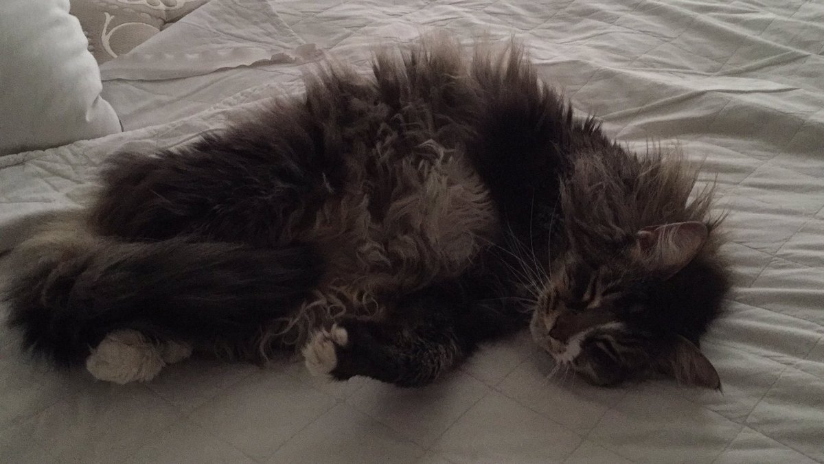 Squirrellycat's tweet photo. My mum told me we will be visited by a rabbit, so I am conserving as much energy as I can do that I can be fast later. #happyeaster. #killtherabbit #selfdeceived https://t.co/nfgLOxwsP9