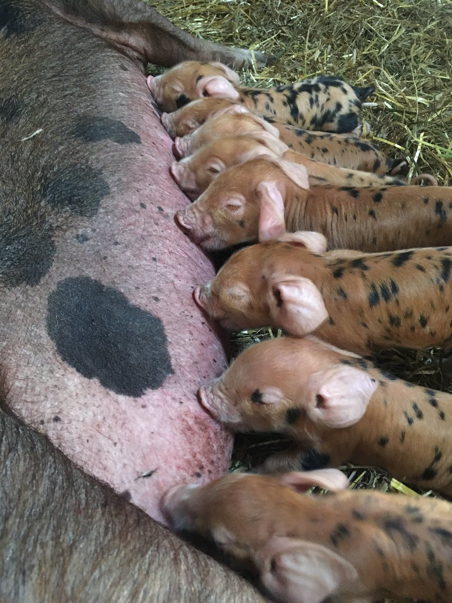 Piglets! 🐖 🐖 🐖 #oxfordsandyandblack
