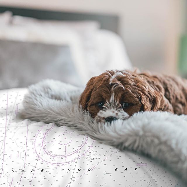 ChartMugs's tweet photo. Someone loves our new Cape Cod Nautical Chart Duvet Cover! ❤️ Ultra-plush — microfiber fabric https://t.co/Yh2OATu6mC https://t.co/vC5Qya7rWQ
