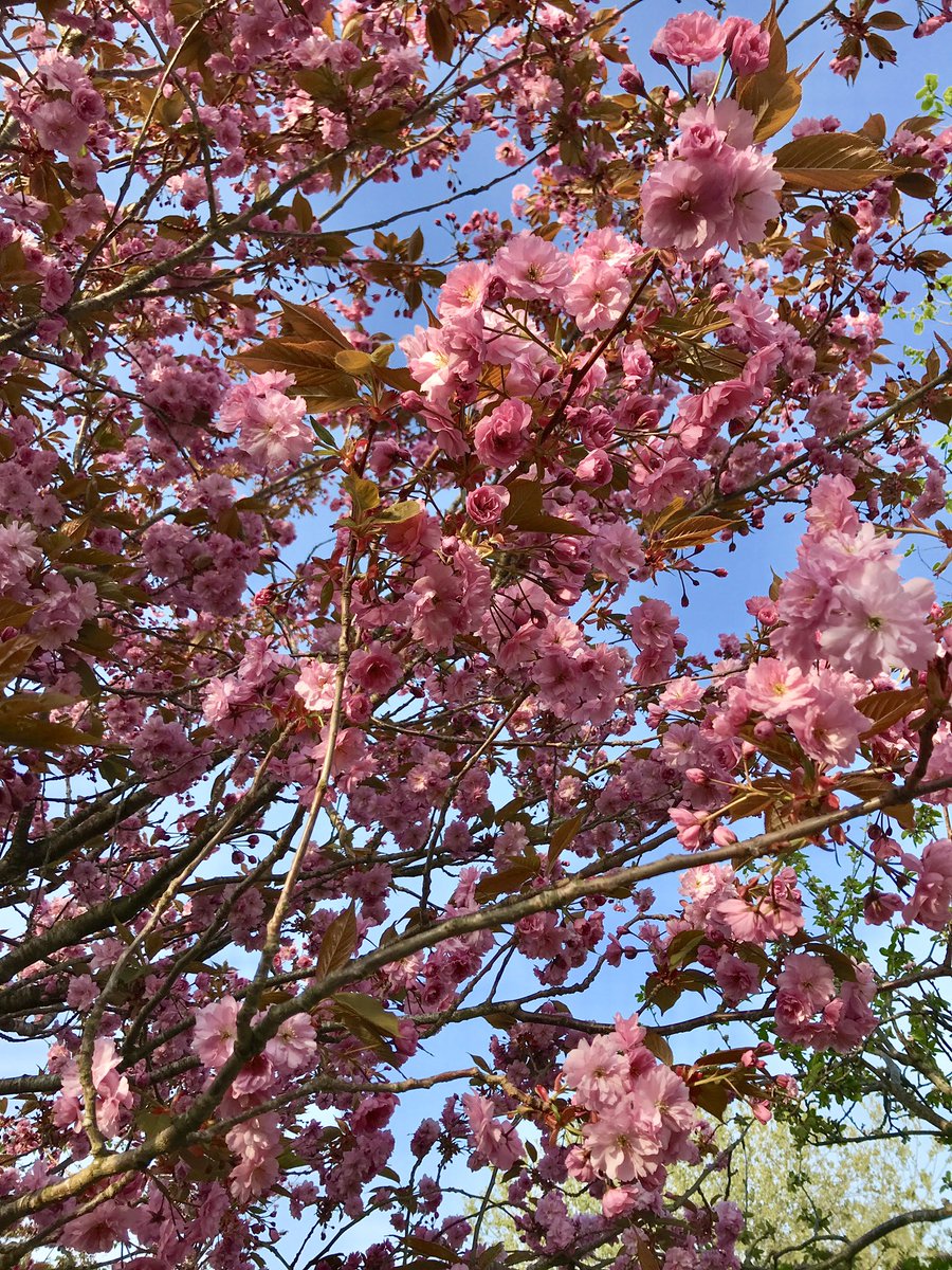 Simply glorious! Happy Easter 😀. #StormHour #ThePhotoHour #Blossom #Easter #gardenershour #NotJustLakes