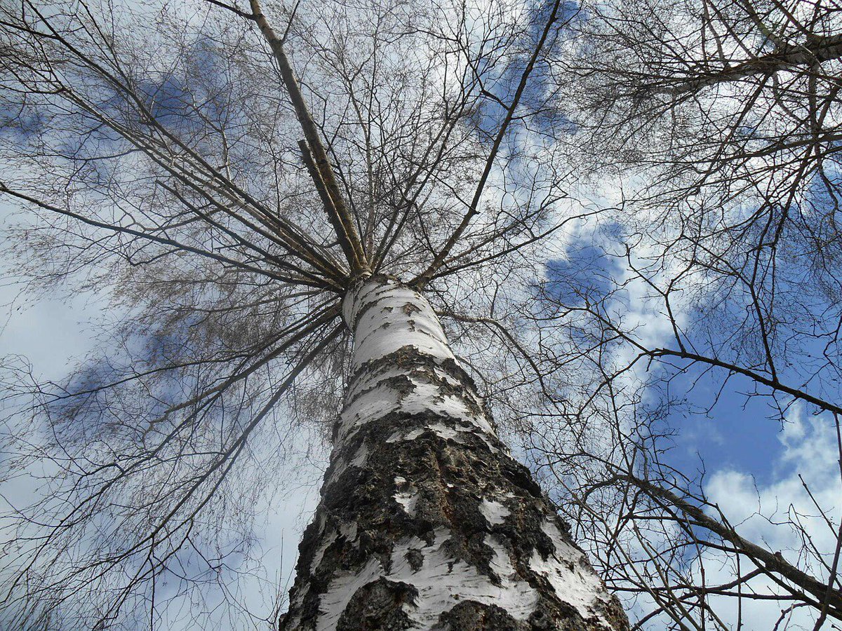 Ancient Siberians hailed the birch tree as sacred – calling it the ladder that spanned the gap between heaven & earth😮. As a Chinese symbol, Birch is honoured for its attributes of protection, communication, & rejuvenation 🙏🏻. #ScottishProduce #BehindTheBirch
