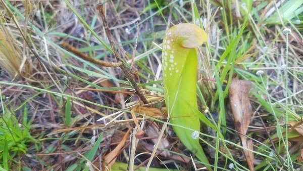 jsq's tweet photo. Pitcher Plant 2019-04-20 https://t.co/NA1gmrYnxj https://t.co/gyzOUgXBUe
