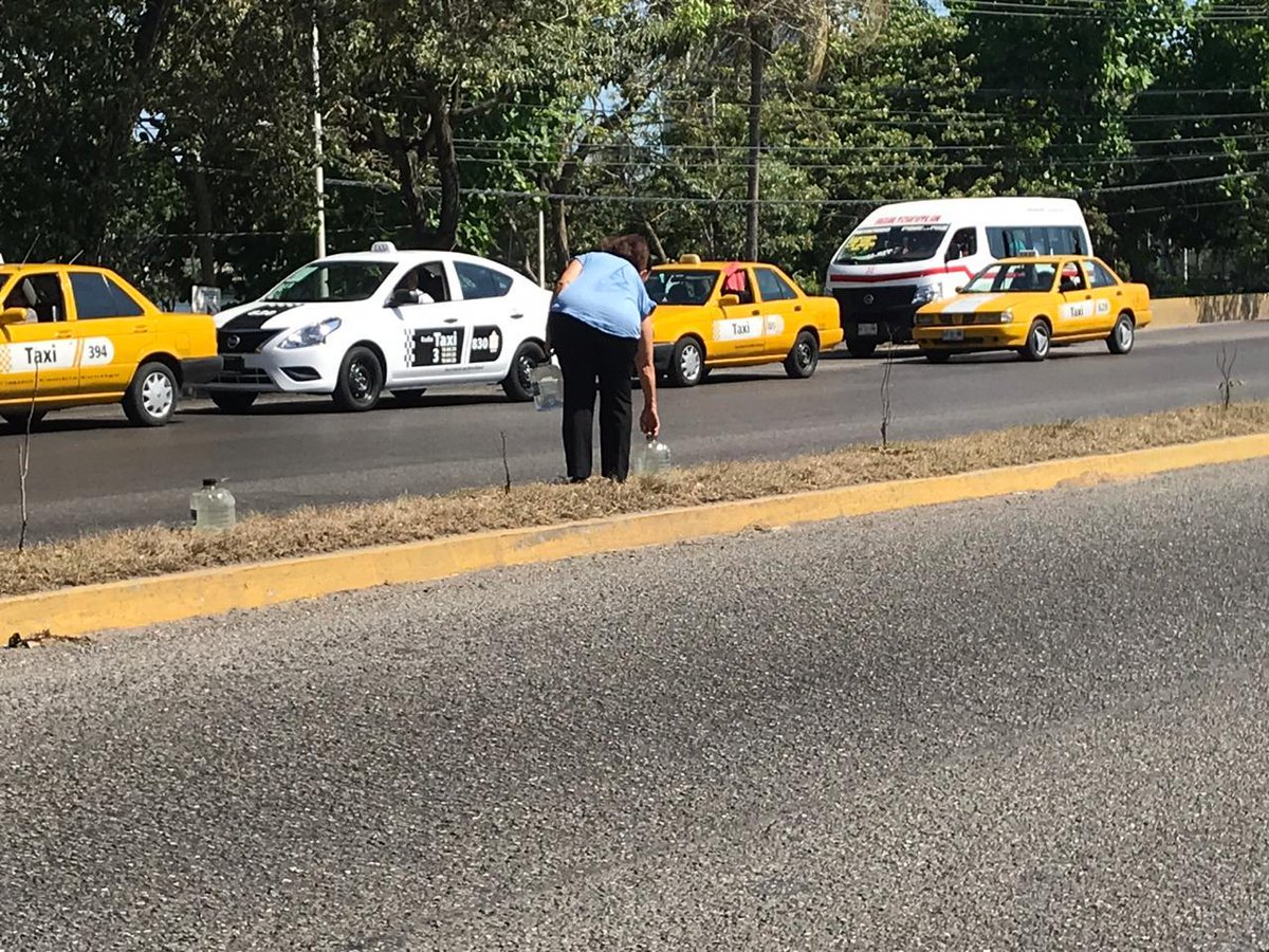 TabascoHOY's tweet photo. ➡️Ejemplo de ciudadana... todos los días la señora Lucy Puig riega las plantas de Av. Universidad, y pide la ayuda de la ciudadanía y las autoridades para que no dejar morir los macuilis.

Ésta es su historia 👉🏽 https://t.co/fdTDB8SCjJ https://t.co/rjaM7WgHOB