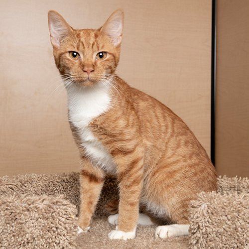 Tilly: I am just waiting for the perfect person to come to the Hermitage PetSmart to fall in love with me and give me a new "forever" home. #cats #AdoptDontShop