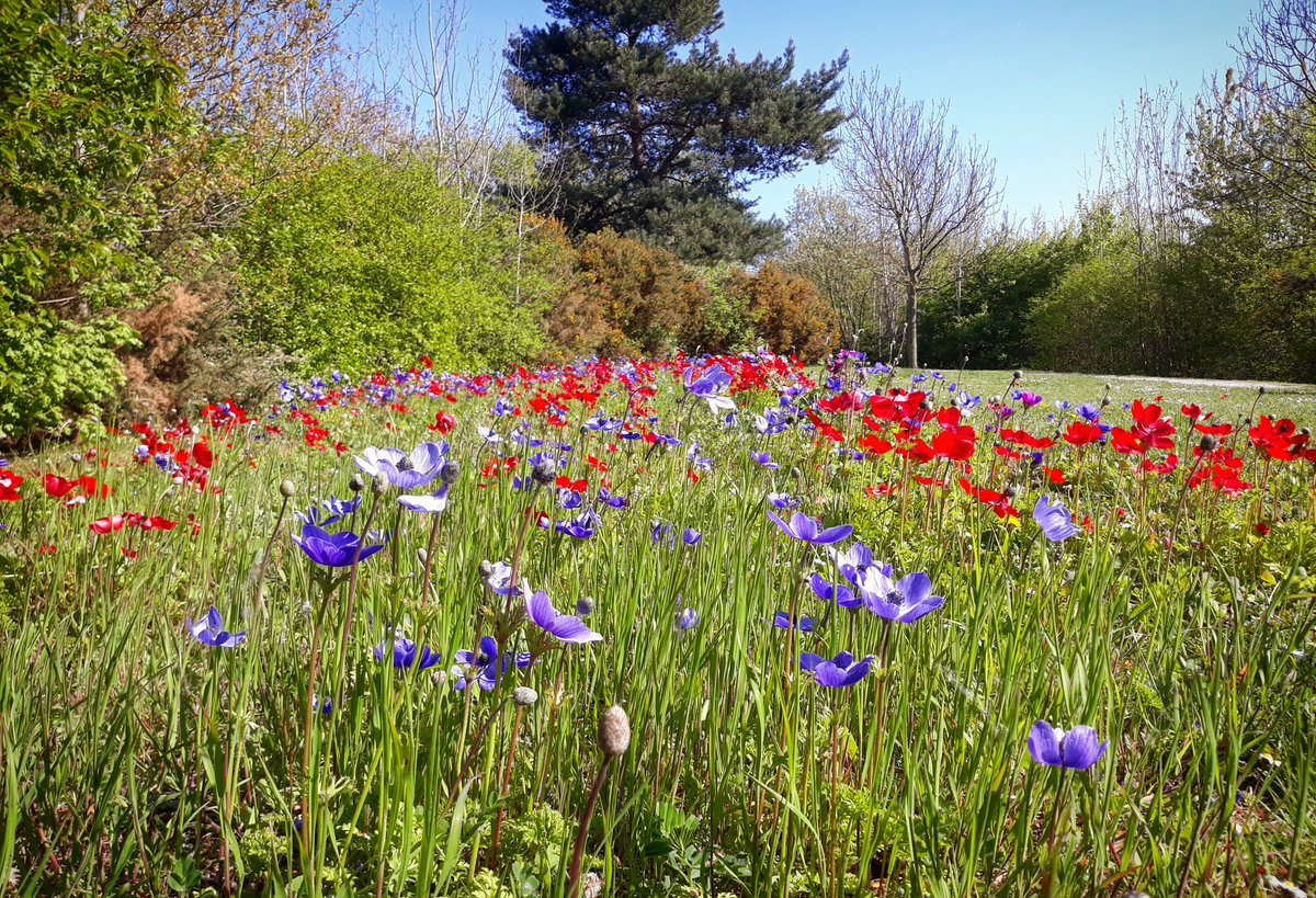 Out and about along the Central East Bund on St. Mary's Island this afternoon #stmarysisland #chatham #chathammaritime #rivermedway #medwaytowns #kent #flowers