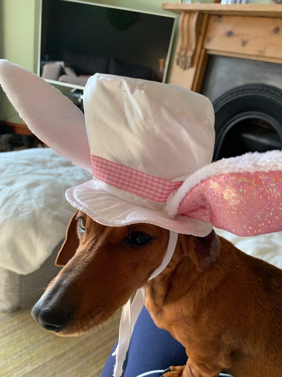 Minidriver6645's tweet photo. #dogsoftwitter #dachsund #dachie #sausagedog #shehatesme HAPPY EASTER.x https://t.co/pTSrmTA03h