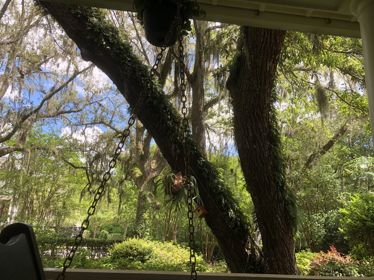 LivingCHS's tweet photo. Just laying on the porch...hanging with the #rescuedogs and enjoying a perfect, breezy #Charleston afternoon. Luv watching the Spanish moss sway...#myCHSlife #chswx #lifeisgood https://t.co/DPGavI5L74