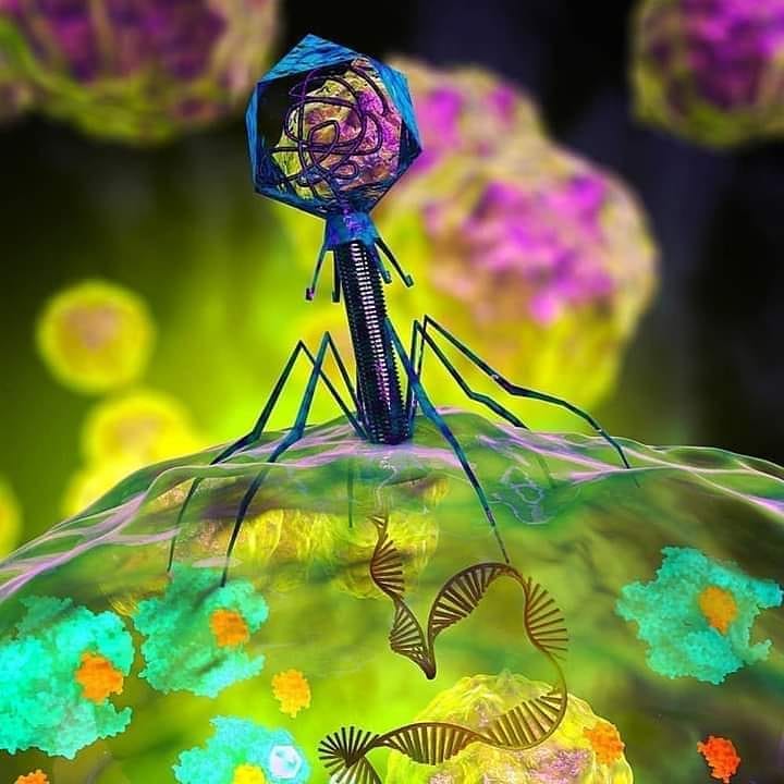 Бактериофагия. Бактериофаг и бактерия. ДНК бактериофага. Бактериофаги нанороботы. Бактериофаг автотроф.