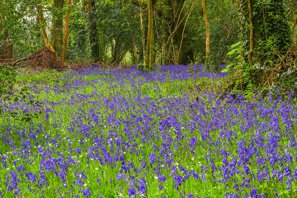 Bluebells at a 17th century mass rock in Tawley,
on the N. Sligo/Leitrim border.
<a href="/love_leitrim/">Love Leitrim</a> <a href="/leitrimtourism/">Leitrim Tourism #EnjoyLeitrim</a> @BestOfSligo <a href="/sligotourism/">Sligo Tourism</a> @sligohub1 <a href="/irarchaeology/">Irish Archaeology</a> <a href="/DiscoverIreland/">Discover Ireland</a> <a href="/TourismIreland/">Tourism Ireland</a>
