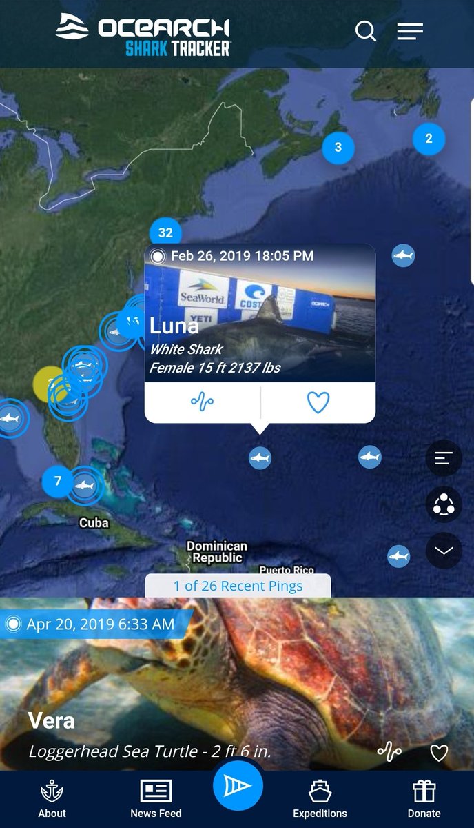 WhiteSharkLuna's tweet photo. Hello! I'm just enjoying an afternoon swim out here in the N. Atlantic. I'm getting excited to celebrate Earth Day! I'm trying to help maintain the balance out here,but we need more #FinFriends to help. How can you help protect π¦ like us? Follow @OCEARCH & us π¦ to find out! https://t.co/lgiMWx1ZkN
