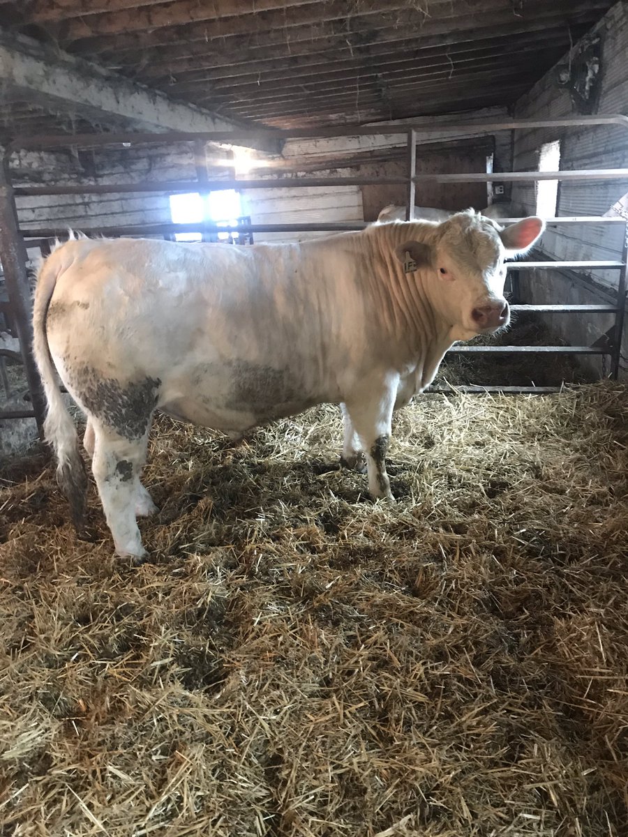 Charolais yearling bulls forsale January born semen tested ready to go. Very quiet bulls  pm, call or text  for more information and pricing 519-938-7103 <a href="/OnCharolais/">Ontario Charolais</a> #beidentifiable