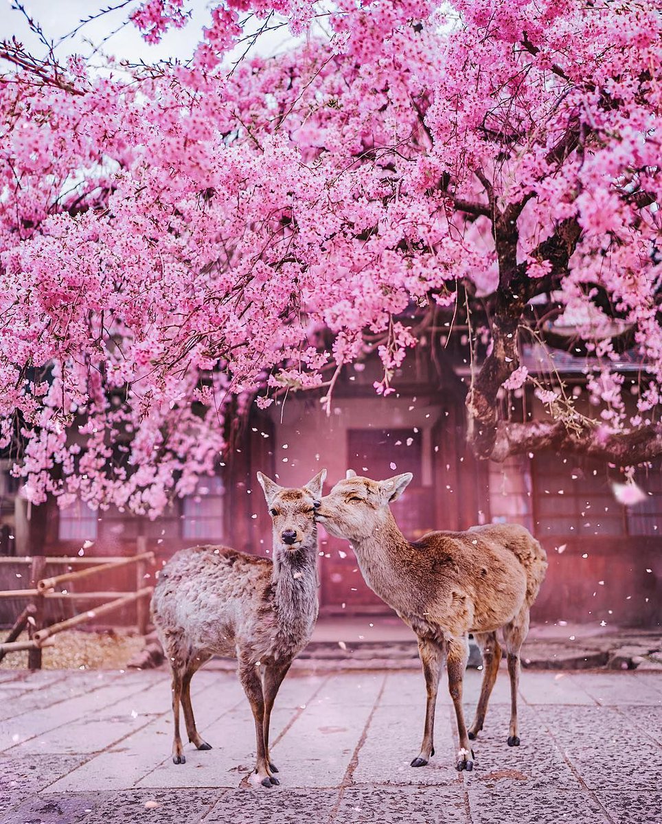 TravelVida's tweet image. Japan 🇯🇵