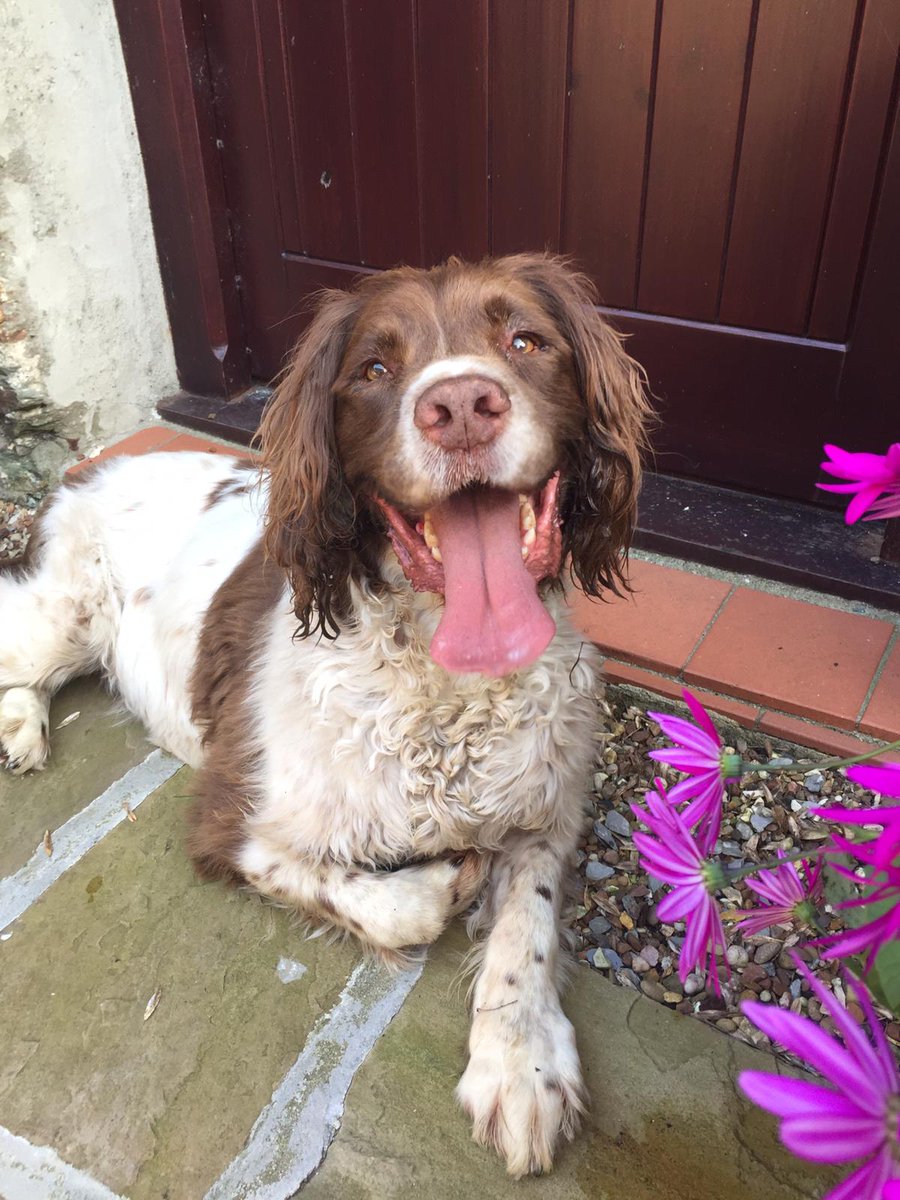 Hmmmmmm seems auntie Magda and uncle Rupert survived day one wiv  no mischief from us. We has had a pawfect day. *makes note must try harder*