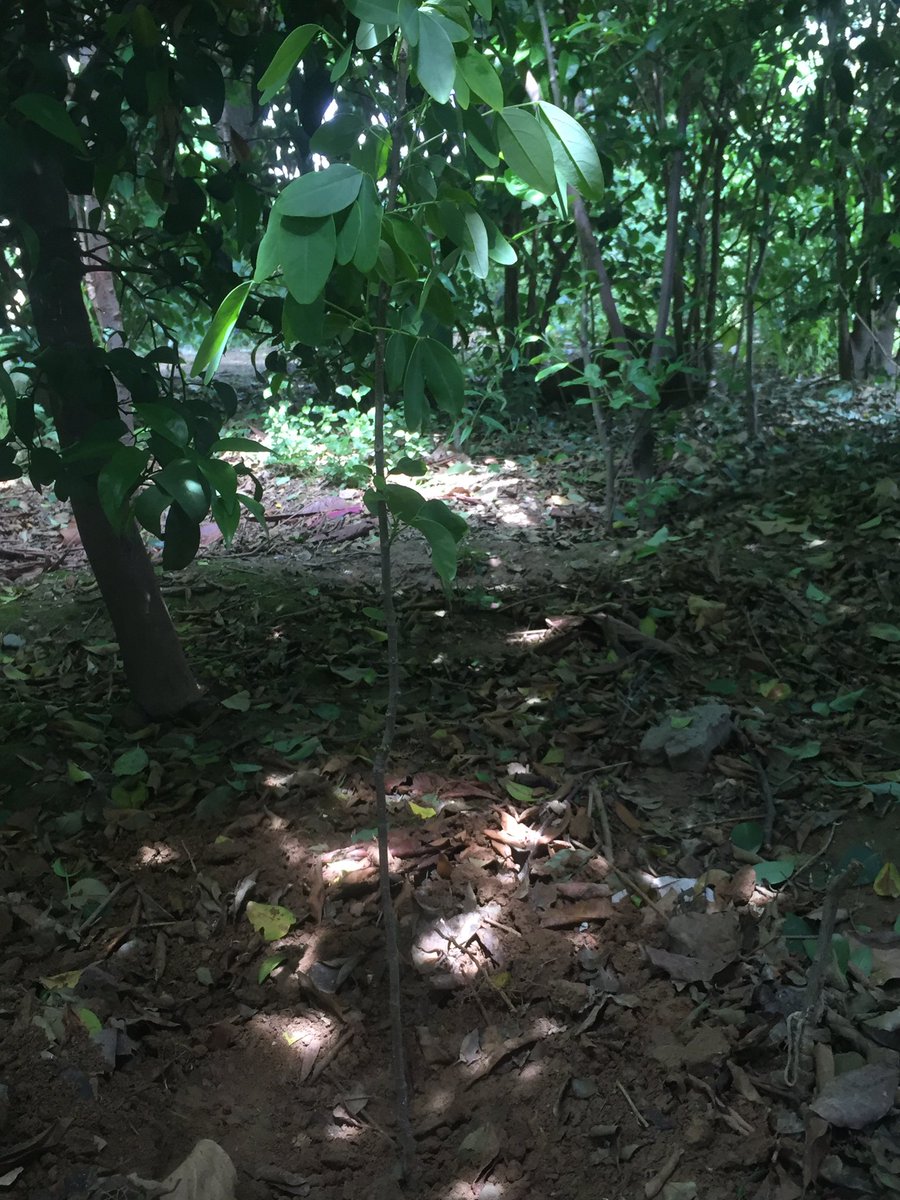 planterforce's tweet photo. Planted 3 trees today
2 in two different urban forests
1 on the side of the road
These little acts of kindness if perpetuated by each and every citizen can become the source of real change
Change that is bottom-up
#WeekendsForPakistan #day4pakistan #planterforce https://t.co/CJ1sUikY9q