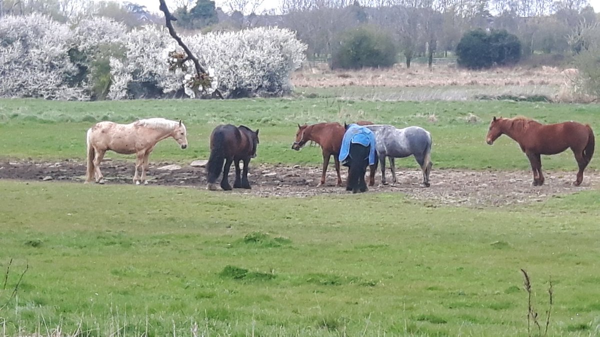Watch the boats go by at the front, horses at the back. Life in the city #Leicester #scones #icecream . Kings lock Tearooms open Easter Sunday and Monday.