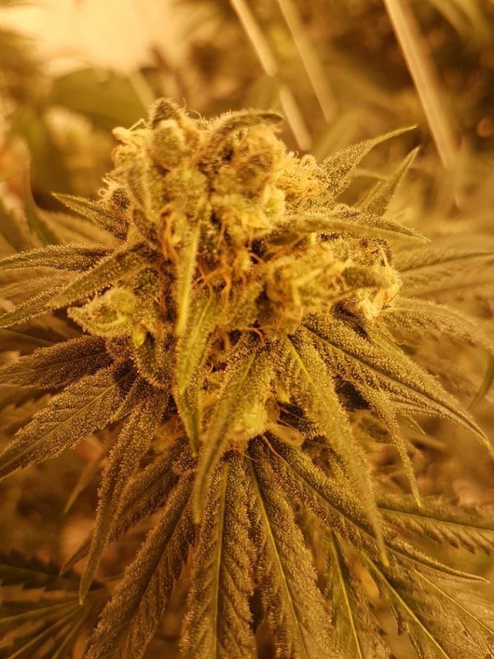 🥳🙌🎉Happy 4/20 Everyone!!!🥳🙌🎉

🥀Here's a Beautiful #Flower!🥀

#SpadyBud #BestQualityGardens #BQG #Cannabis #Marijuana #Weed #Kush #Ganja #MaryJane #Hemp #Pot #Washington #WA #I502 #CannabisCommunity #CannabisCulture #WeedPorn #Weedstagram #CBD #THC #Stoner

I502 Compliant.