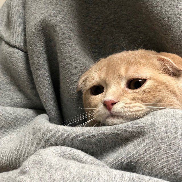 แมวจัมมาเพ้อ tweet media
