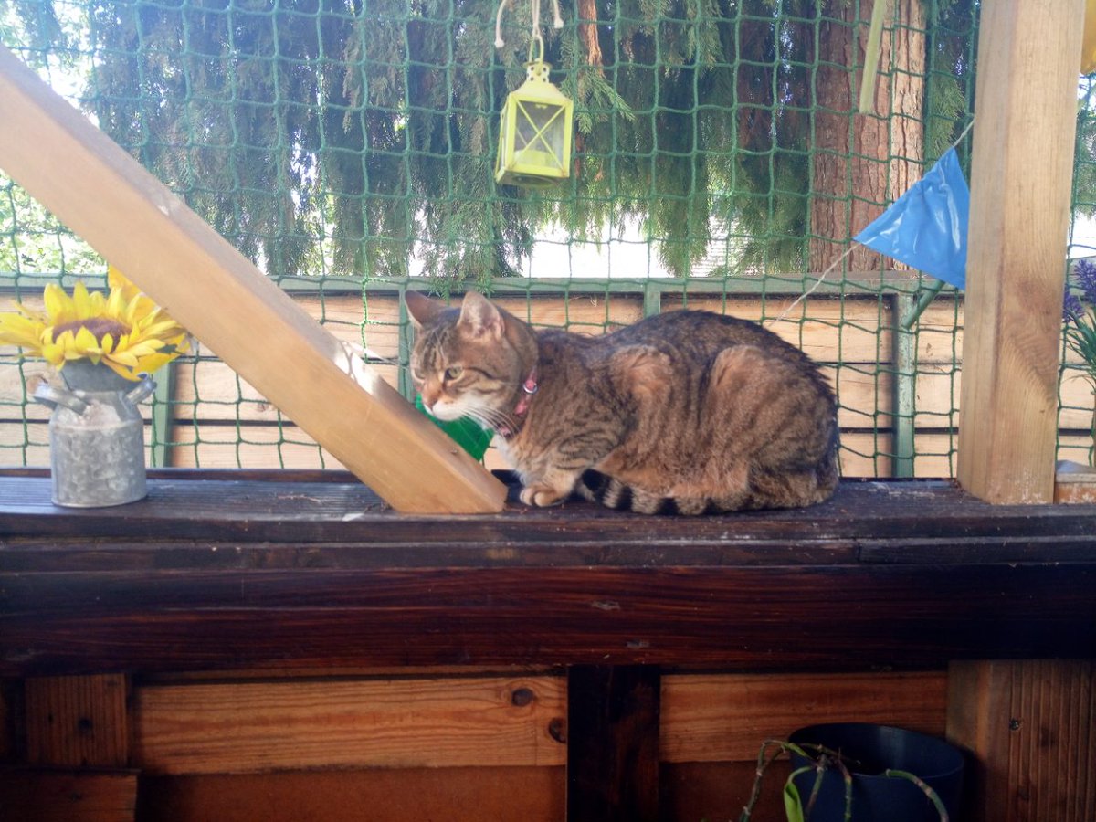mh250962's tweet photo. #Catcaffe https://t.co/qYTFFfb9Wr