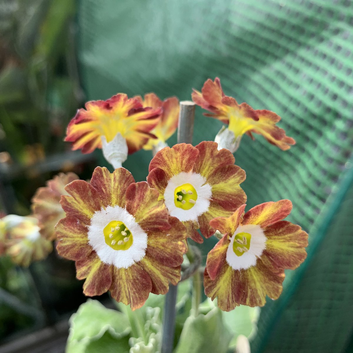 _trowelandfork's tweet photo. Auriculas are in full swing! https://t.co/qBBosDKRXp