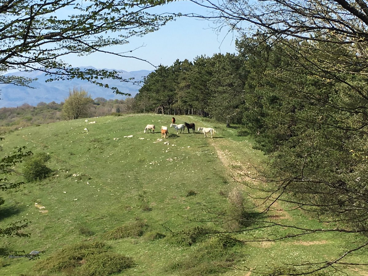 IK5NLA's tweet photo. Gita sui Monti della Calvana, Aia Padre 808 ma s.l.m #valbisenzio #calvana #mugello https://t.co/uaTPA91GvV