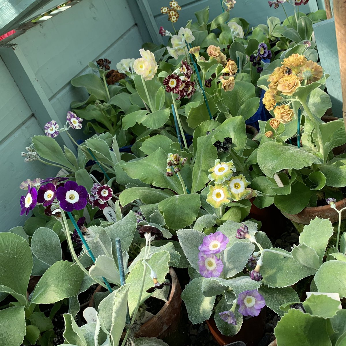 A Cold frame of delights ❤️ #auricula