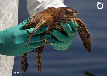oceana's tweet image. More than 200 MILLION GALLONS of oil were released into the Gulf of Mexico when BP #DeepwaterHorizon exploded. That is 200 million gallons too many.  

Not enough has been done to prevent this from happening again. Add your name to help #ProtectOurCoast: bit.ly/2IuZjO4