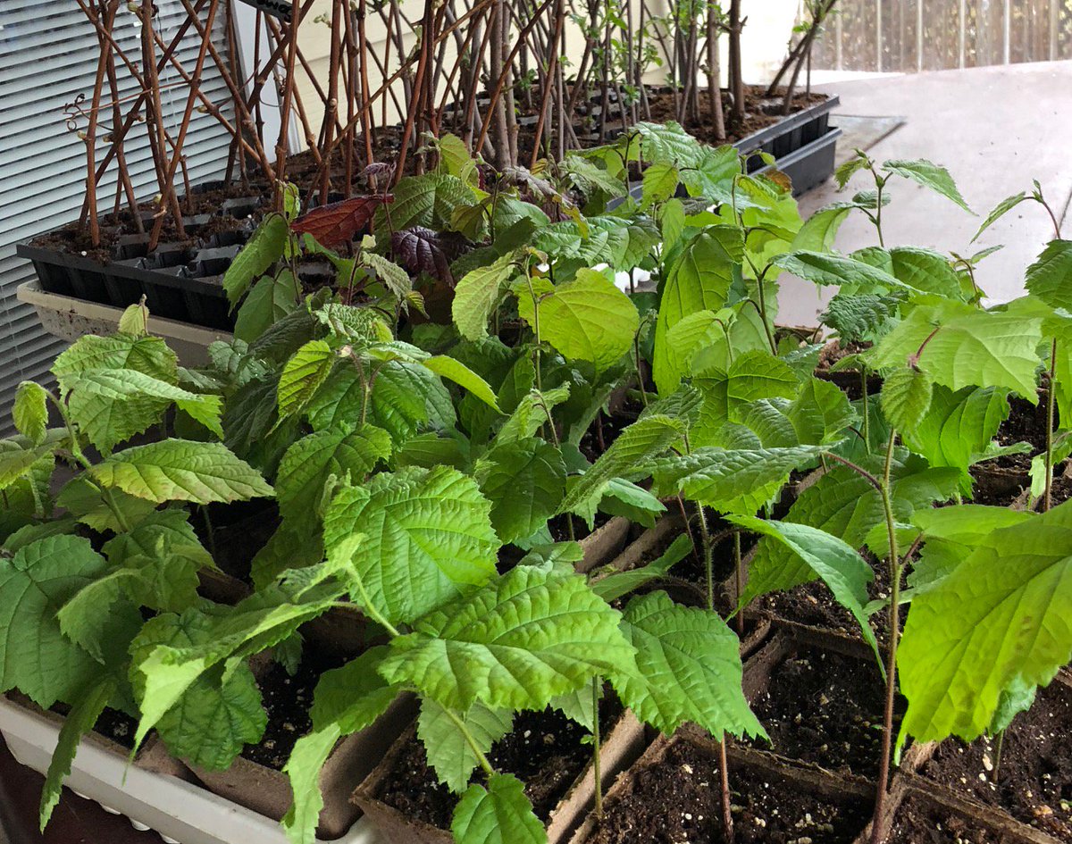 Spring weather is taking its time to arrive in Ottawa, but trying to toughen up the hazelnut seedlings, grape and elderberry cuttings despite it.  They will get planted into the food forests soon enough...  #restorativeagriculture #perennial #permaculture #ottawafoodforests