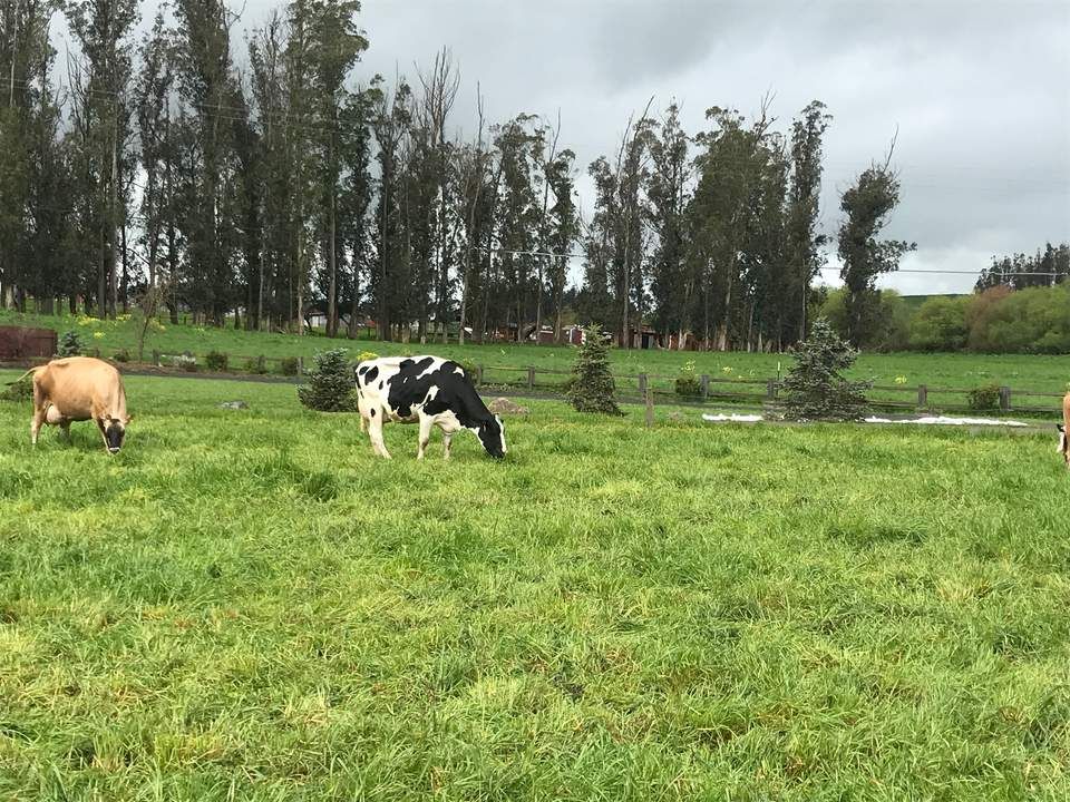Is regenerative agriculture the answer to the guilt-free burger? buff.ly/2Uw7NWp