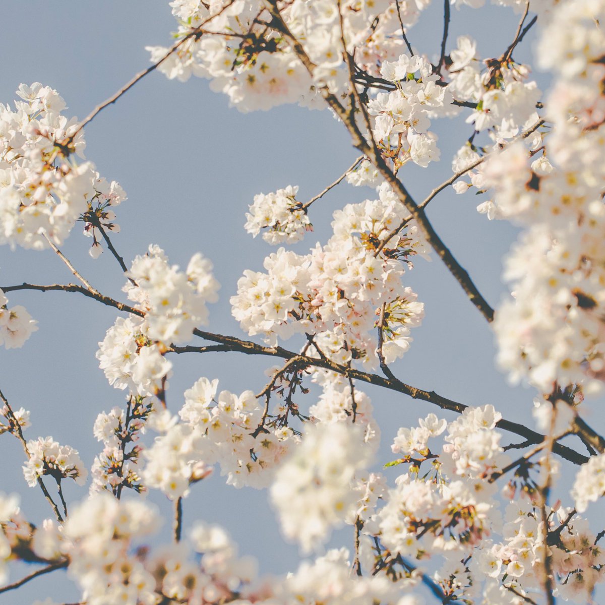 pantryoffarmers's tweet photo. Cherry blossom watch is in full swing! If you are heading out for a picnic, grab a few of our delicious dips and pâtés for an easy afternoon at High Park. 🌸
.
.
.
#sakurainhighpark #cherryblossomseason #picnicinthepark #torontofoodies #picnicdate #veggiesanddip #springintoronto https://t.co/eSS0objbmp