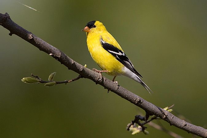So many birds but where to start with identifying them? Don't care about naming them but want to learn more about how to watch them? Basics of Birding birdwalk at CU-East Campus/Boulder Creek with @MeganAHJones.  Sunday, April 28, 8:30am.  Learn more: buff.ly/2P8qjU1