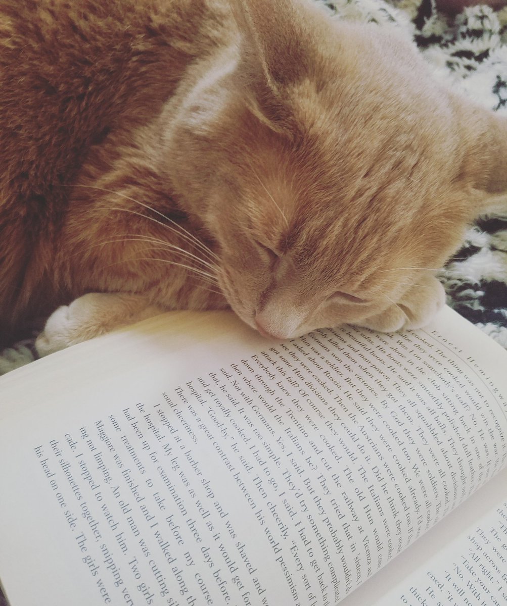 Kemeah520's tweet photo. Study buddy 
#iggleworms #kitty #cat #kittycat #gingertomcat #gingercat https://t.co/dIQqSmPRcr