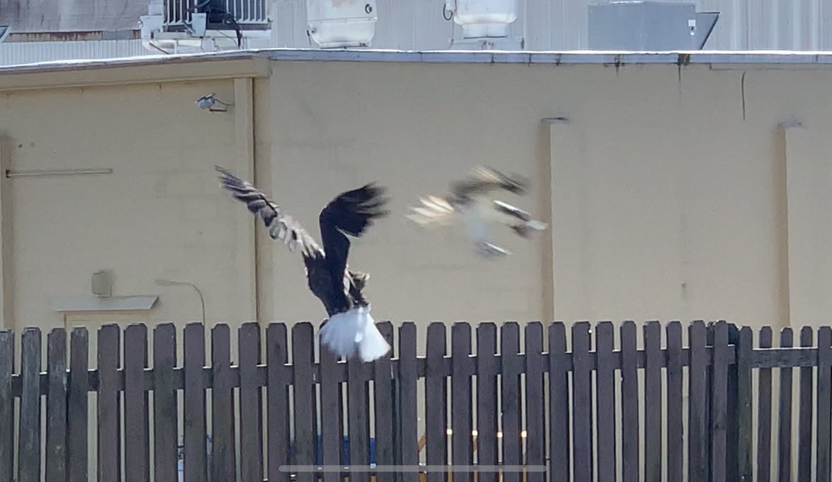 CannonMan's tweet photo. Just watched out my window, a fight between a bald eagle, a fish hawk (osprey), and some blackbirds. Beacuse, #springtimeinFlorida https://t.co/tYPmNGSbzf