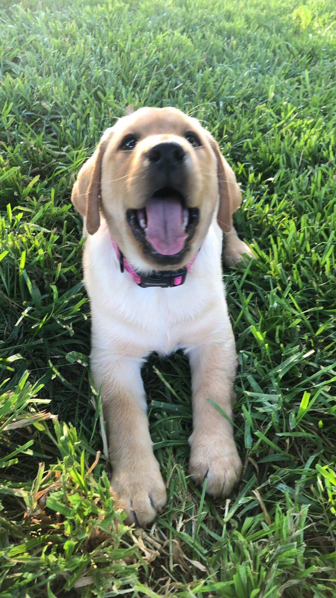 kingin_Kyle's tweet photo. It’s physically impossible to say no or be mad at a face like this. #ClairBear https://t.co/dCPMtFIbDu