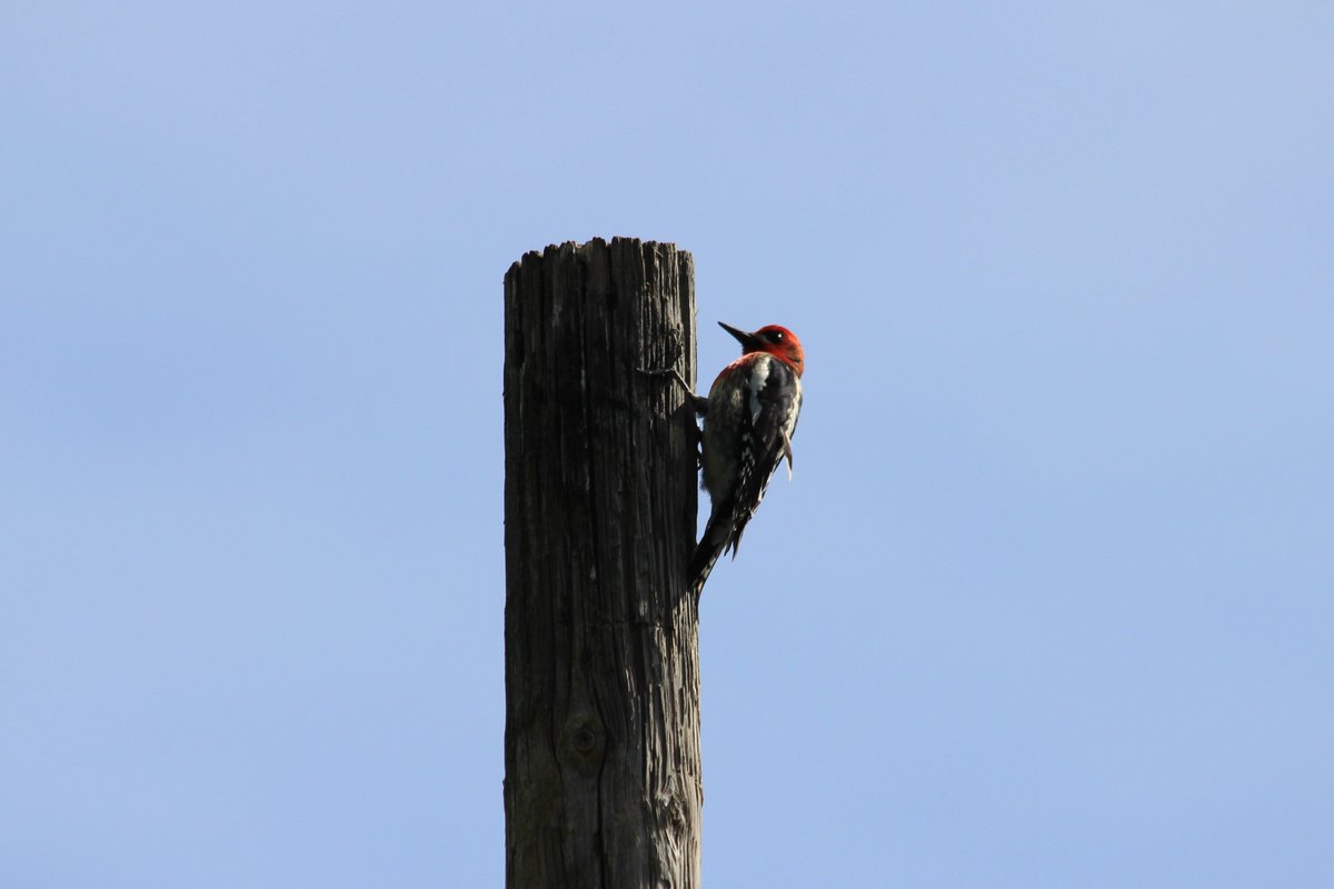 A red-breasted sapsucker clings to the side of a wooden pole.