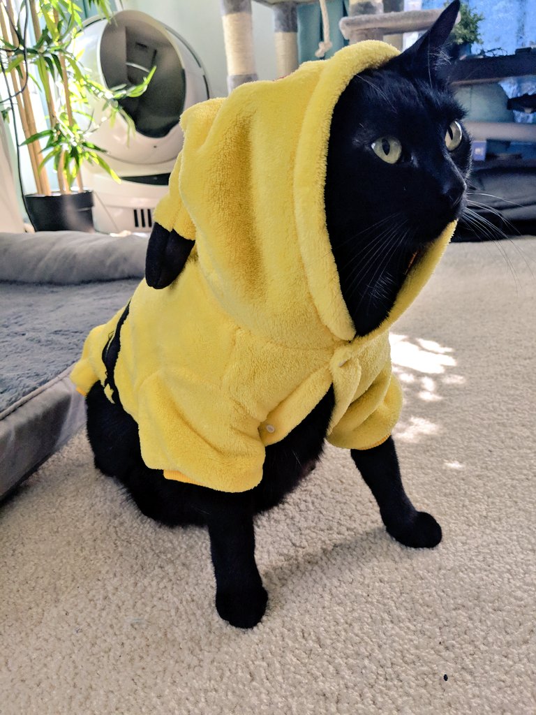 Black cat in Pikachu hoodie sitting upright and looking kind of like a cool guy