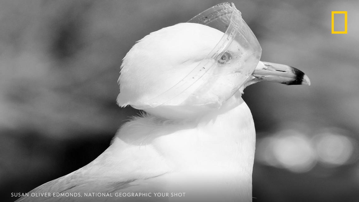NatGeo's tweet photo. "At the time I photographed this seagull I did not realize just how much plastic was polluting our world. I simply tried to help the seagull and moved on," writes Your Shot photographer Susan Oliver Edmonds. Take the #PlanetOrPlastic pledge https://t.co/fsjprsBViZ #EarthDay https://t.co/rlMMGJ8brM