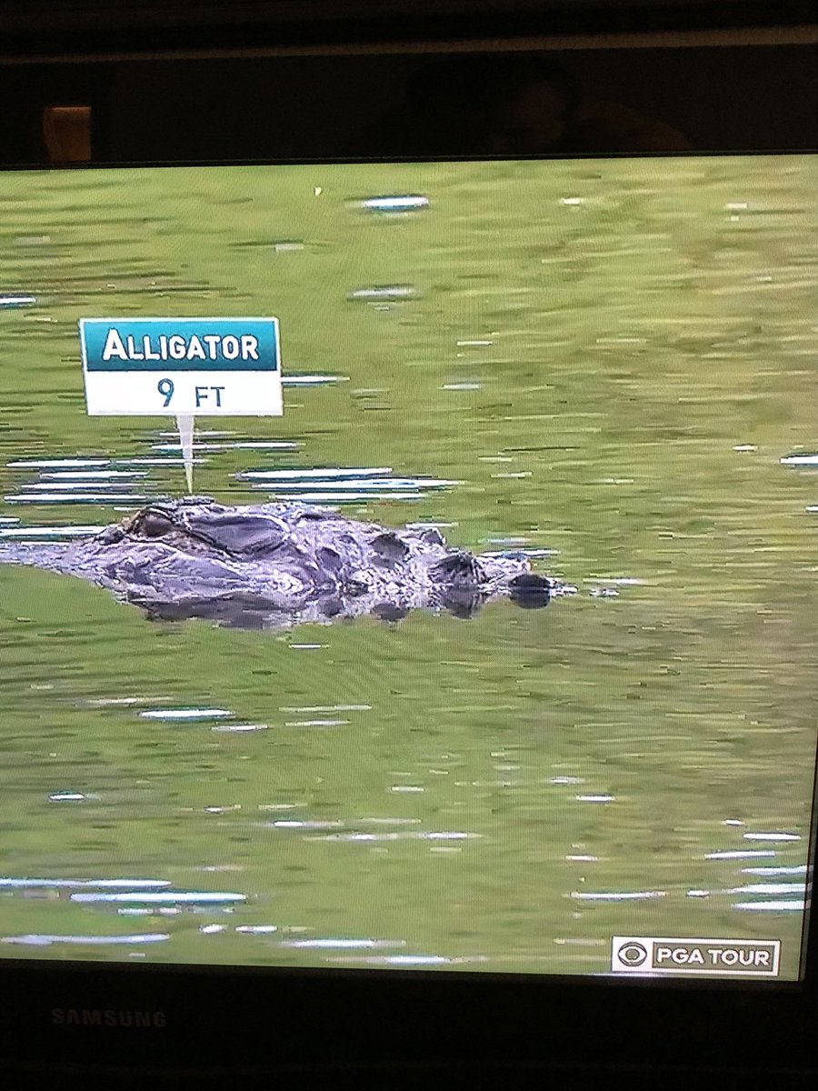 Will Castillo tweet media