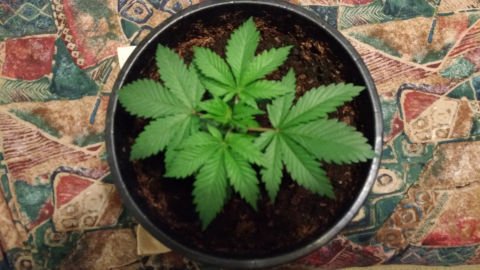 It’s 4/20. How high will you score in our new #Cannabis #Quiz? triviapark.com/cannabis