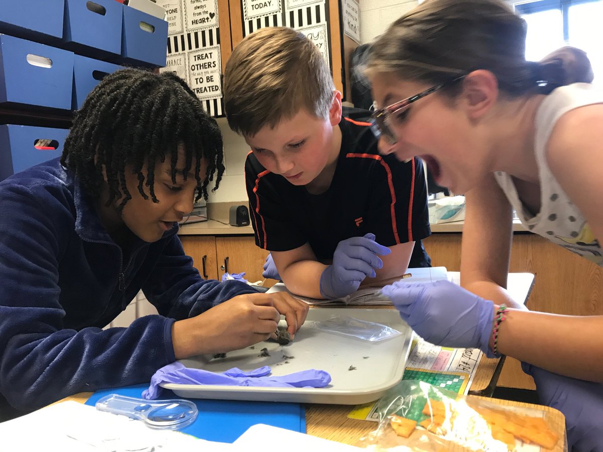 hobenrocks's tweet image. 5th grade dissecting owl pellets-learning about matter and energy